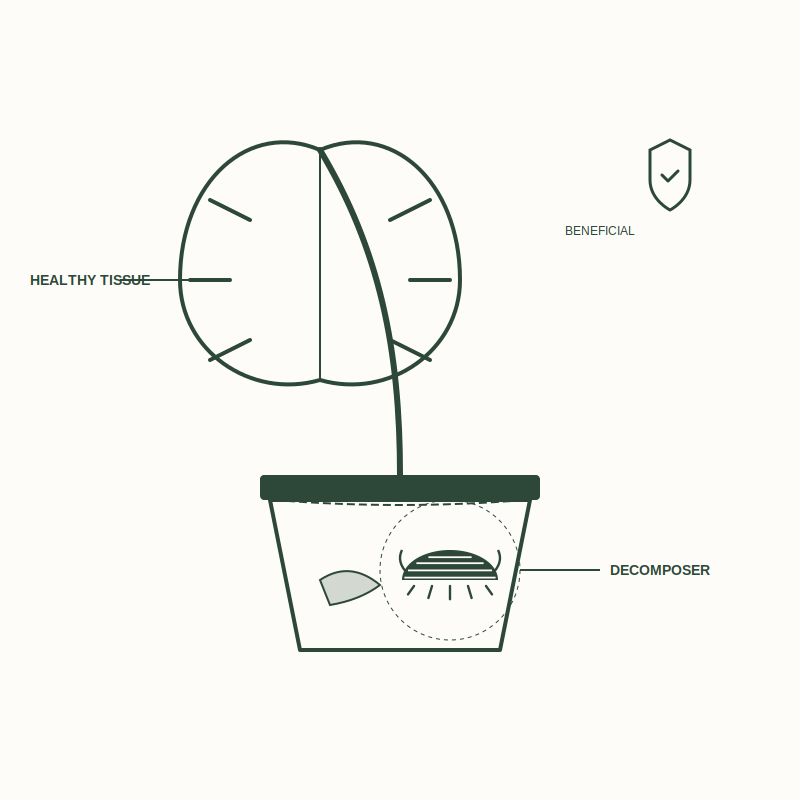 The Role of Isopods in Houseplants: Benefits and Potential Risks