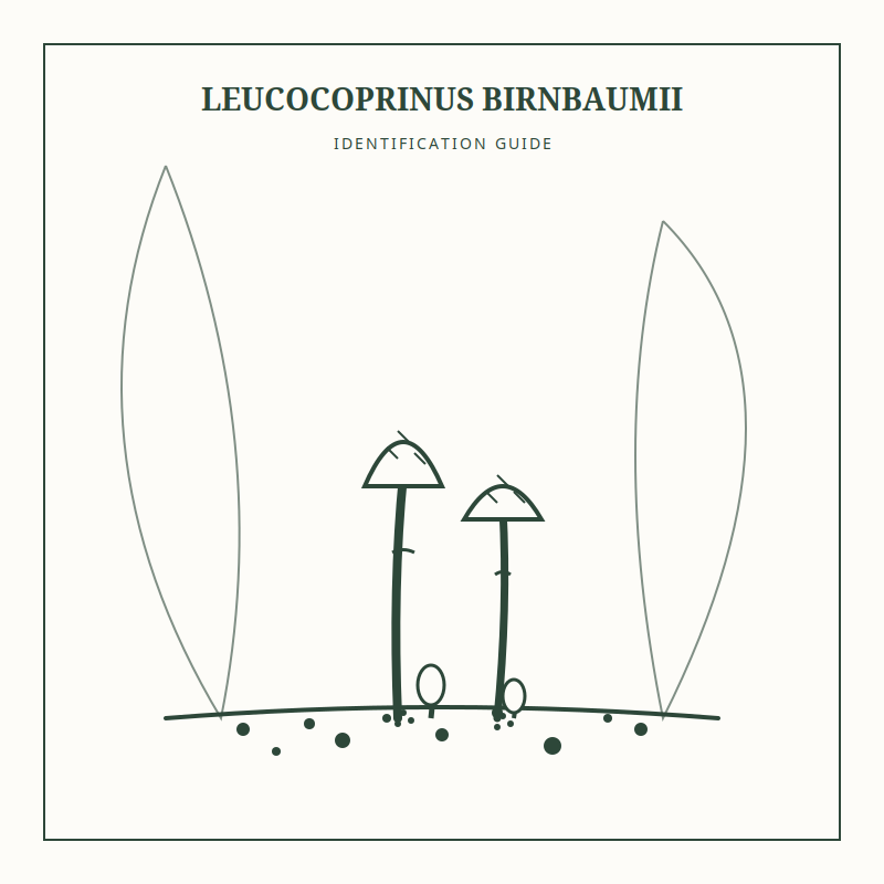 Identifying White Particles in Houseplant Soil 2 Leucocoprinus Birnbaumii: Fungal Cluster Characteristics