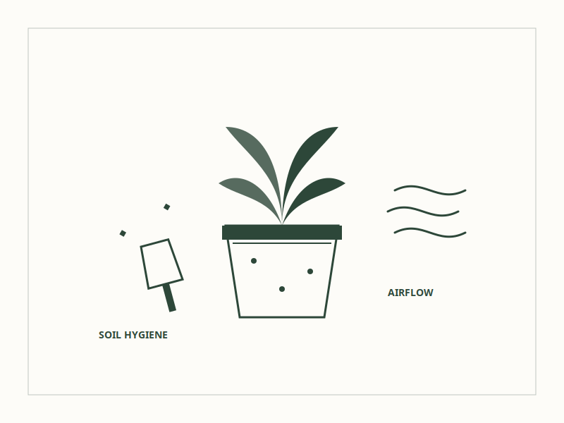 Identifying White Particles in Houseplant Soil 5 Preventative Soil Hygiene and Airflow Management