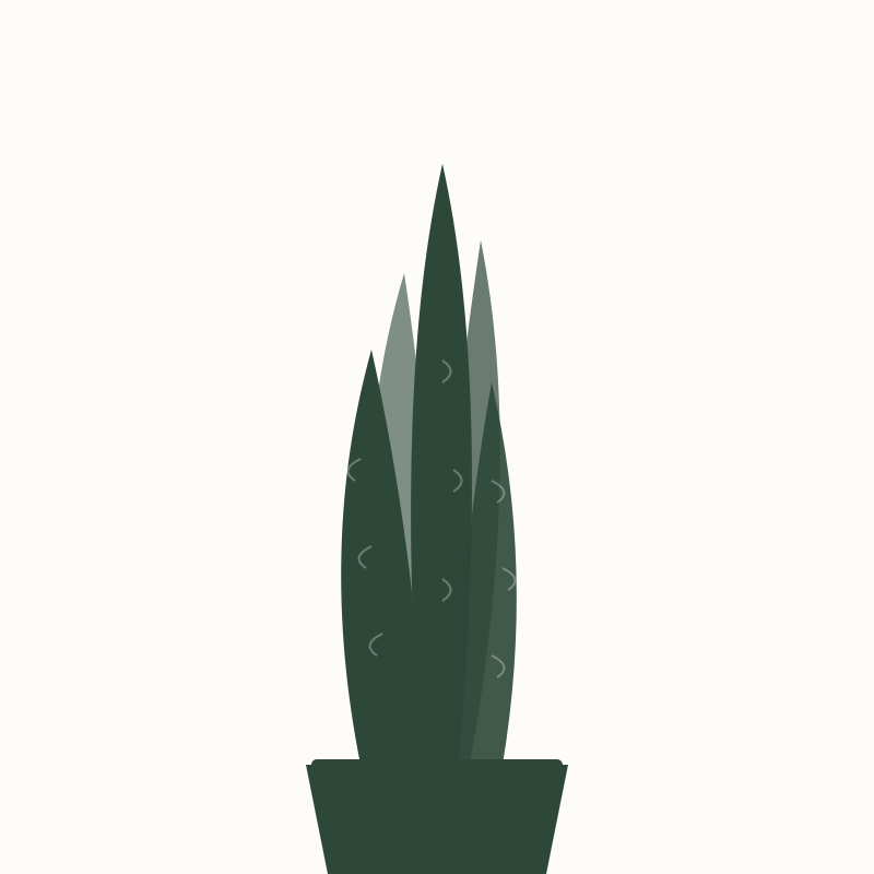 Strelitzia leaf unfurling