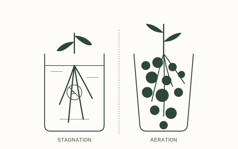 Houseplant Longevity: Managing Bare-Root Plants Without Soil 3 The Oxygen Paradox: Gas Exchange in Water vs. Soil