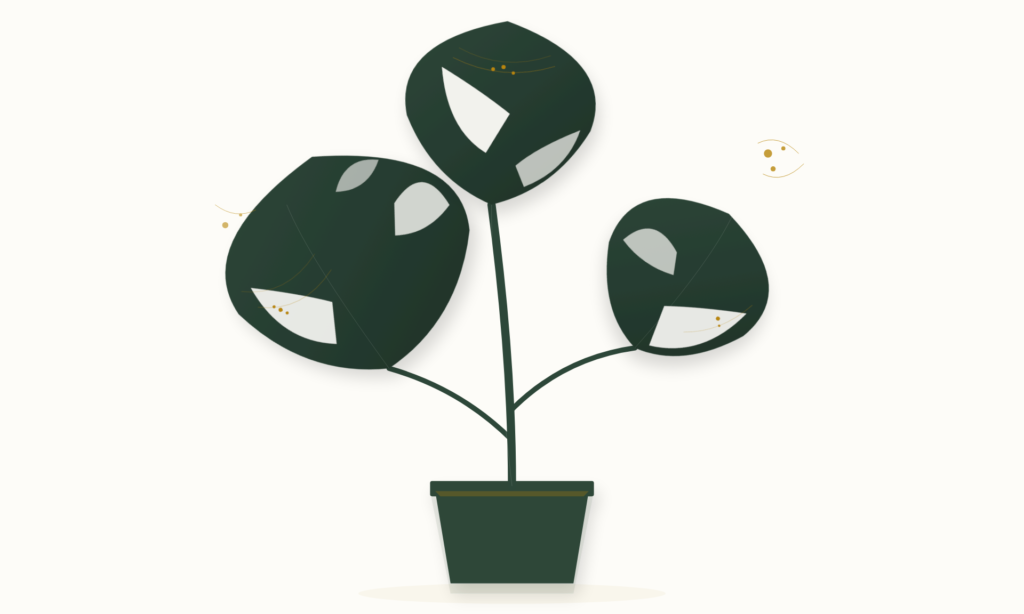 Methods for Eliminating Spider Mites on Seedlings