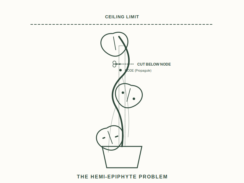 The Hemi-Epiphyte Problem: Why Your Monstera Won't Stop Climbing