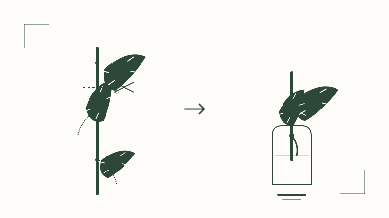 Propagating the Top: Turning Height into New Plants