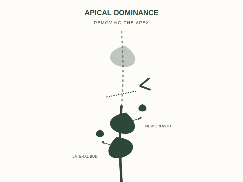 The Science of the Cut: Breaking Apical Dominance for a Thicker Wall