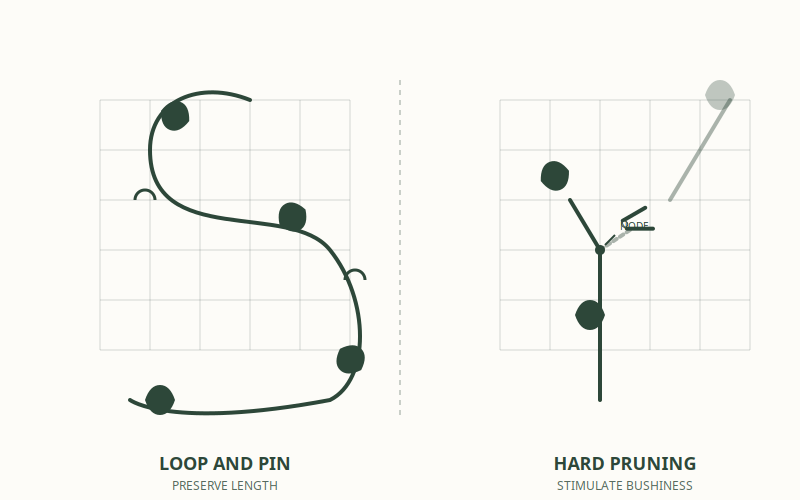Managing 30-Foot Chaos: The 'Loop and Pin' vs. Hard Pruning