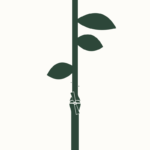Treating Girdled Plants: Removing Embedded Wire from Stems
