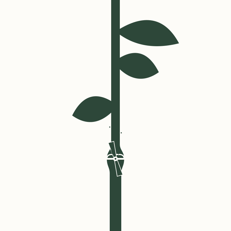 Treating Girdled Plants: Removing Embedded Wire from Stems