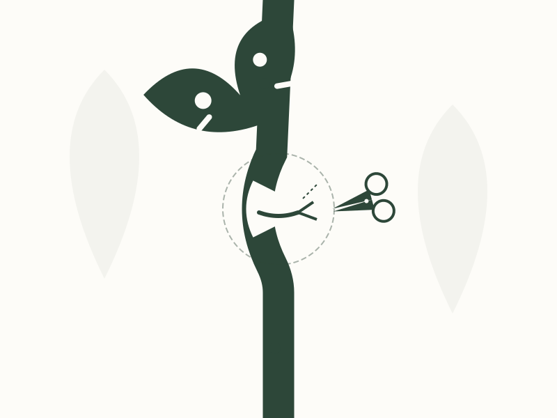 Girdling: The Impact of Wire Ties on Tropical Plants