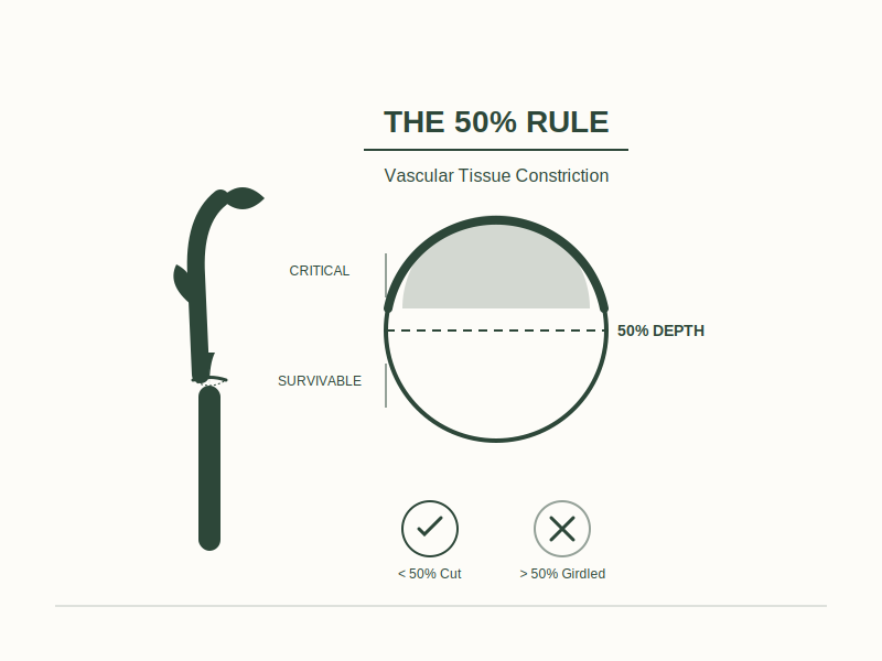 The 50% Rule: Predicting Your Plant’s Survival Rate