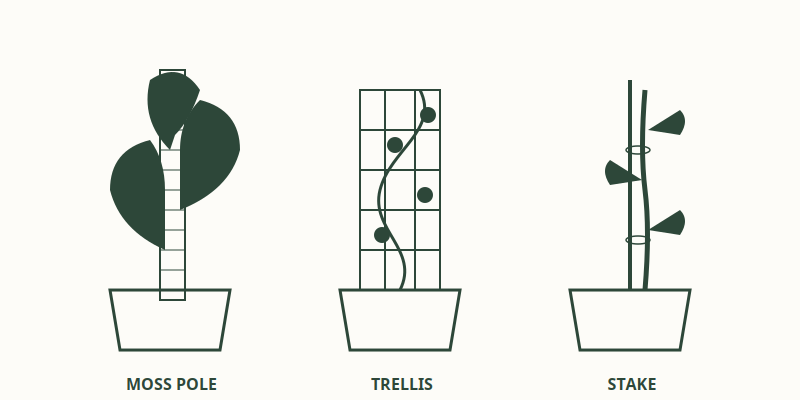 Support Selection: Moss Poles, Trellises, and Stakes