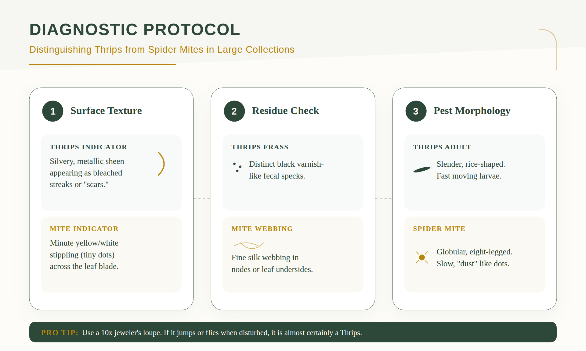 Thrips Eradication Strategies for Large Plant Collections 2 Close up of silver scarring on a leaf caused by thrips feeding