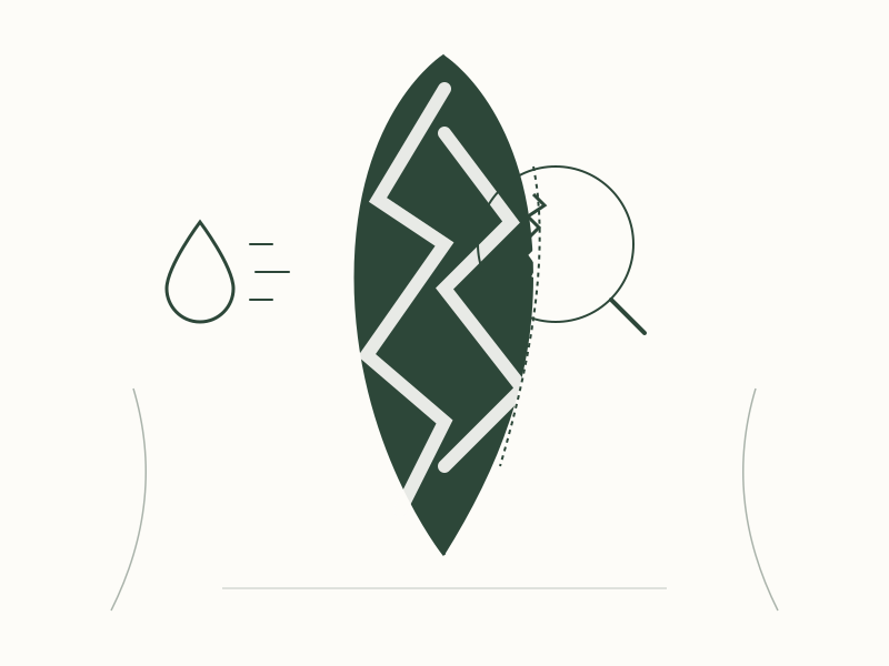Stromanthe Triostar Care: Managing and Preventing Brown Leaf Edges 1 Technical analysis of leaf margin necrosis in Stromanthe Triostar