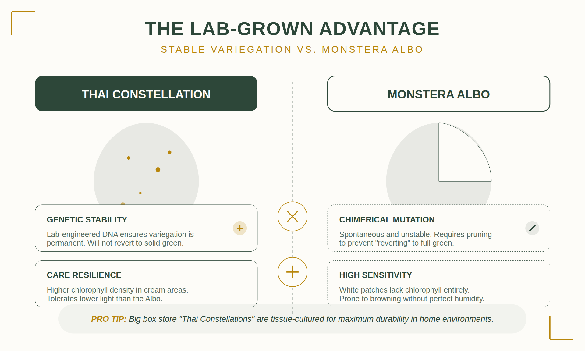 Thai Constellation Monstera: Care and Maintenance Guide 3 Stable Variegation vs. Albo: The Lab-Grown Advantage