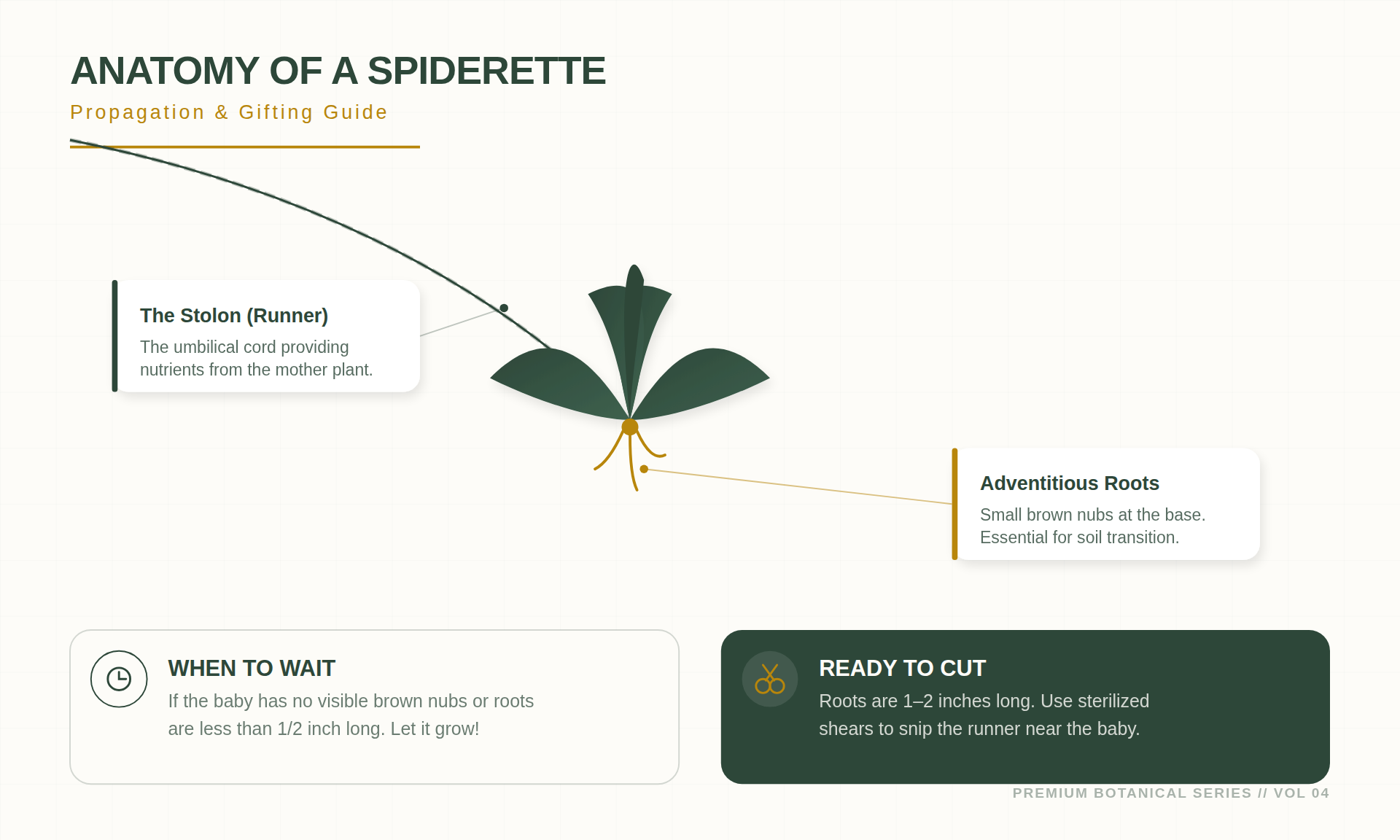 The Anatomy of a Spiderette: When to Cut and When to Wait