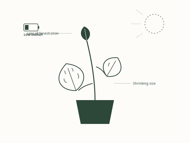 The Light Deficit: Why Your Monstera is Conserving Energy