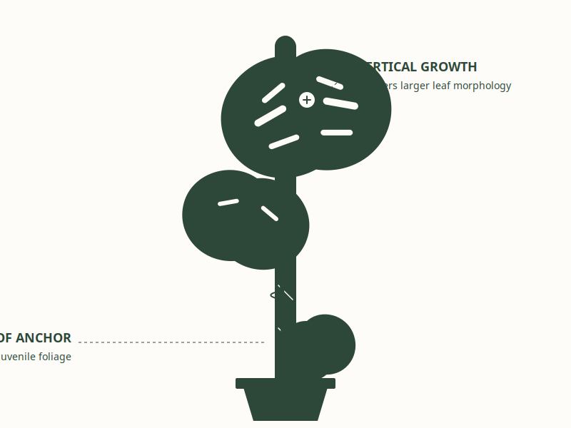 Thigmotropism: Why Vertical Support is Non-Negotiable