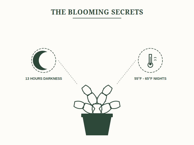 Encouraging Blooms on a Thanksgiving Cactus: Causes and Solutions